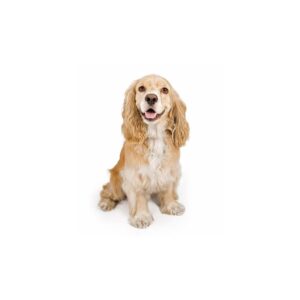 Hunde Aufkleber Cocker Spaniel