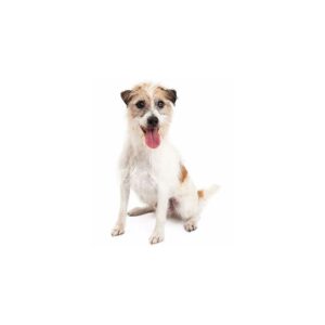 Aufkleber Jack Russell Terrier