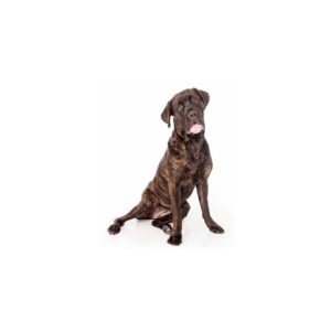 Cane Corso Italiano Aufkleber