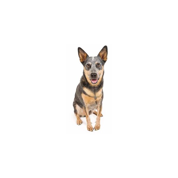 Hunde Aufkleber Australian Cattle Dog