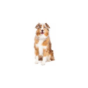 Hunde Aufkleber Australian Shepherd