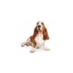 Hunde Aufkleber Basset