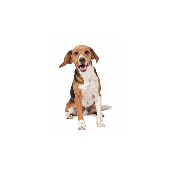 Hunde Aufkleber Beagle