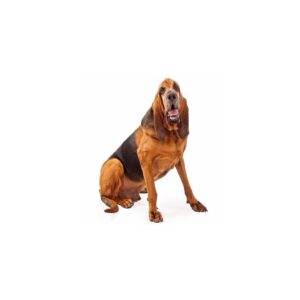 Hunde Aufkleber Bloodhound