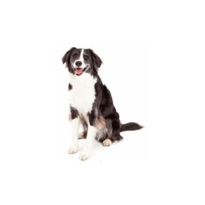 Hunde Aufkleber Border Collie