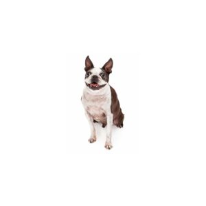 Hunde Aufkleber Boston Terrier