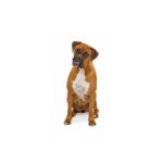 Hunde Aufkleber Boxer