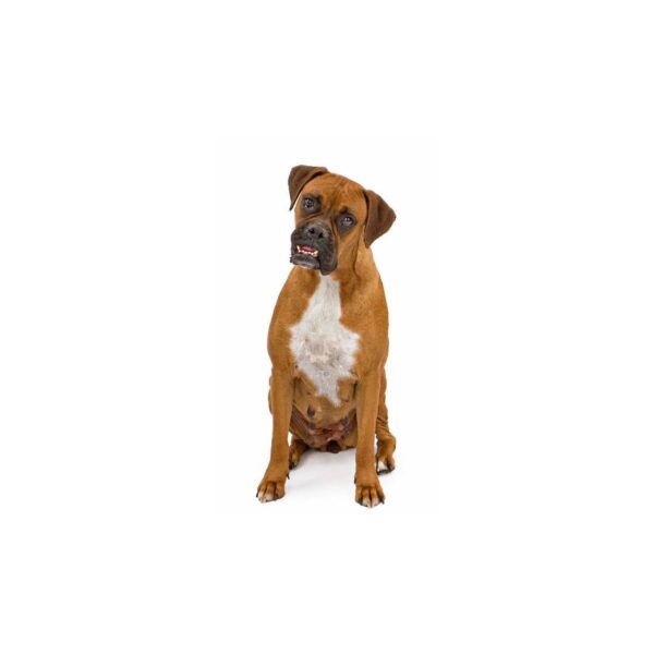 Hunde Aufkleber Boxer