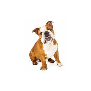 Hunde Aufkleber Bulldogge