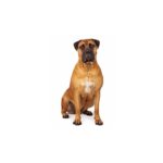 Hunde Aufkleber Bullmastiff