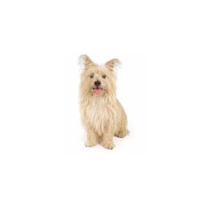 Hunde Aufkleber Cairn Terrier