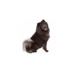 Hunde Aufkleber Chow-Chow