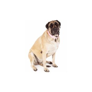 Hunde Aufkleber English Mastiff