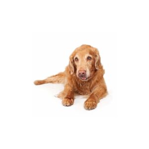 Hunde Aufkleber Golden Retriever