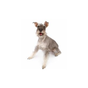 Hunde Aufkleber Mini-Schnauzer