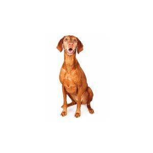 Hunde Aufkleber Motiv Vizsla