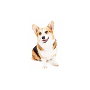 Hunde Aufkleber Welsh Corgi Pembroke